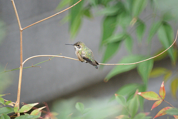 Rufous Hummingbird, Theodore Roosevelt Park