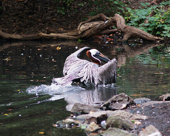 Pelican landing