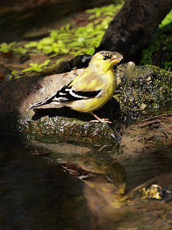 American Goldfinch, NY Botanical Garden
