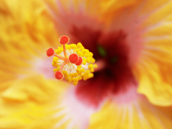 Chinese Hibiscus, Longwood Gardens