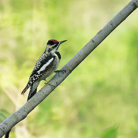 Yellow-Bellied Sapsucker, Central Park