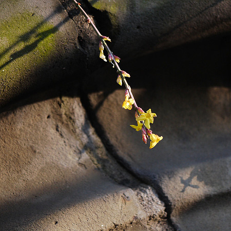 Winterdale Arch, Central Park
