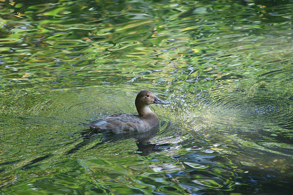 Peaceful duck