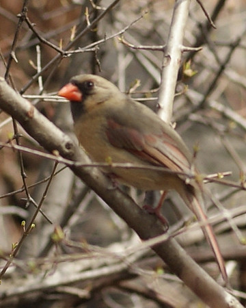 female cardinal