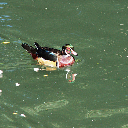Wood Duck, Queens Zoo