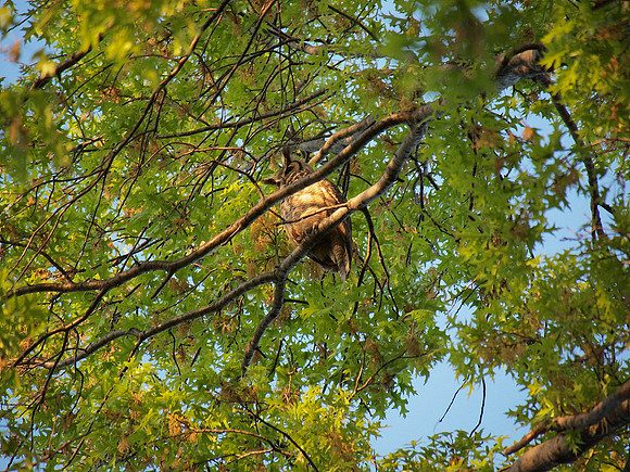 Great Horned Owl, Central Park