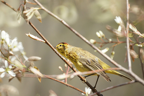 Palm Warbler, Central Park