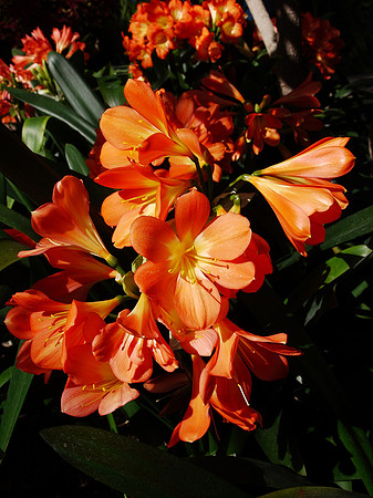 Clivias, Longwood Gardens Conservatory