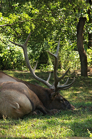 Resting Elk