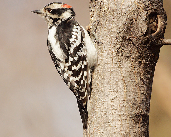 Downy Woodpecker