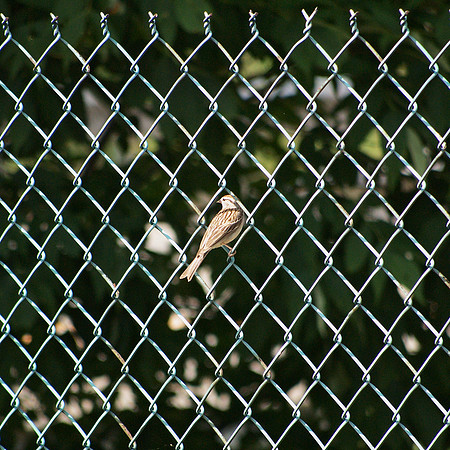 Chipping Sparrow, Cyclone Fence