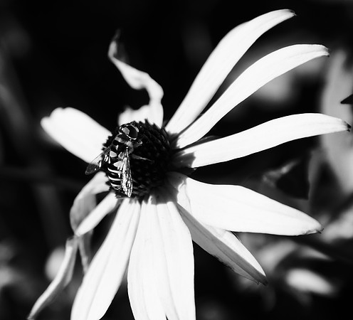 monochrome pollination