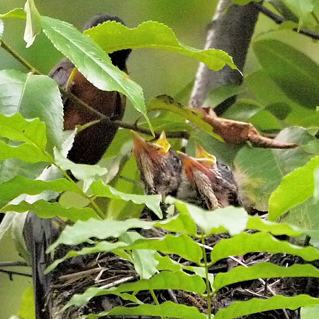 Baby Robins, Central Park