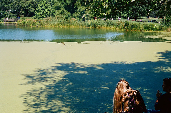 Turtle Pond