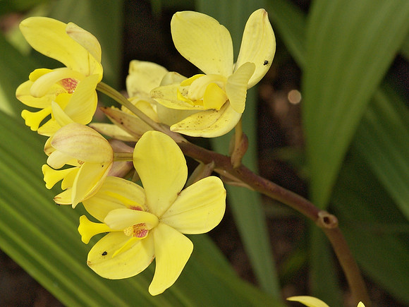 Again with the Spathoglottis and the aphids