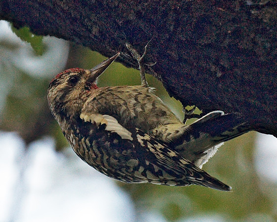 Very fat sapsucker