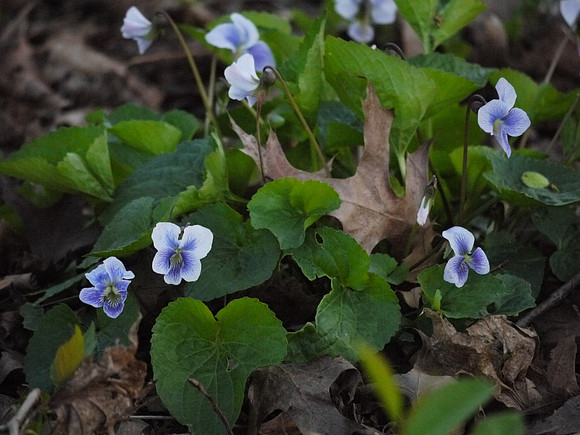 Violets, Central Park