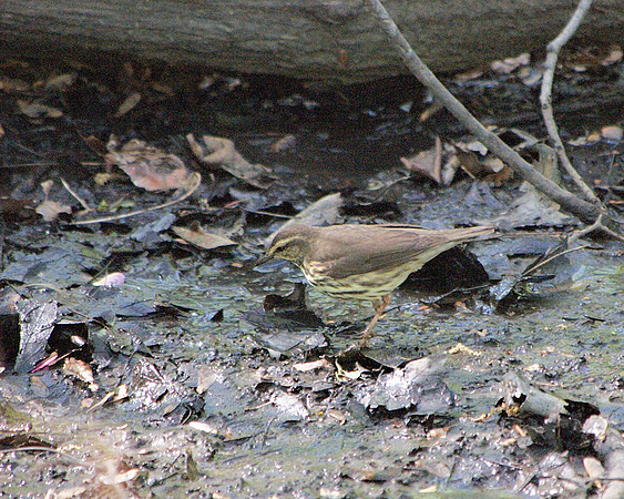 Northern Waterthrush, Central Park