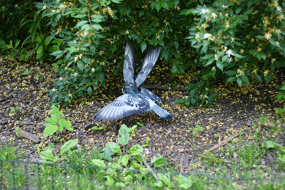 Pigeon fight, Central Park