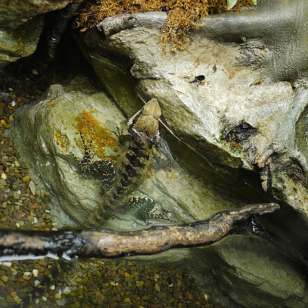 Eastern Water Dragon