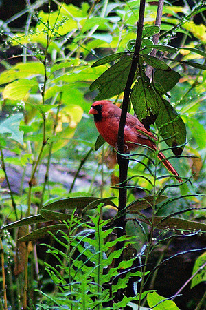 Cardinal