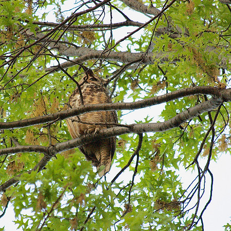 Great Horned Owl, Central Park