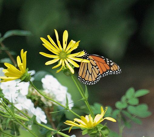 In the Shakespeare Garden