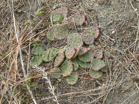 wild opuntias