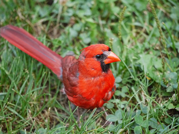 Cardinal attitude