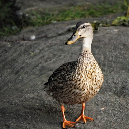 Duck, Turtle Pond