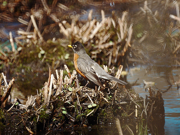 Just a Robin