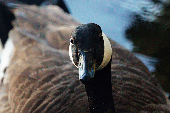 Canada Goose