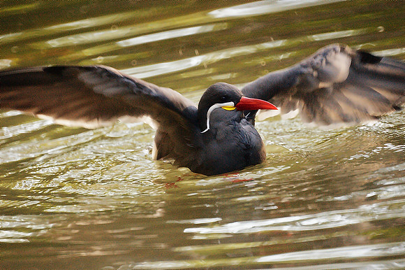 landing