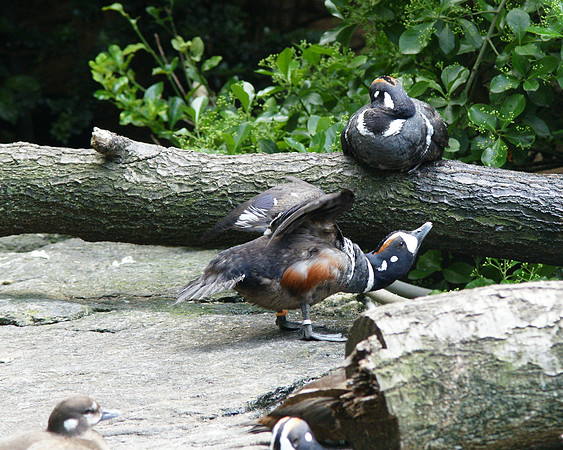 Harlequin Ducks, Central Park Zoo