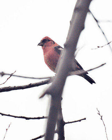 White-Winged Crossbill, Central Park