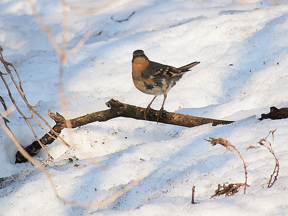 Varied Thrush, Central Park (2011)