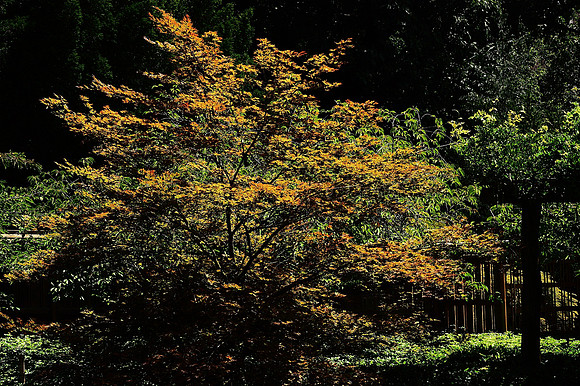 Tree, Brooklyn Botanic Garden