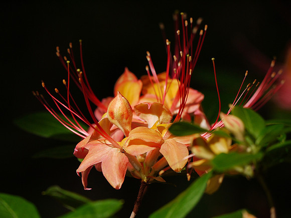 Rhododendrons, Central Park