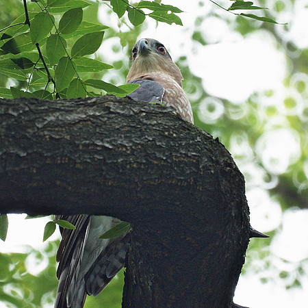 Cooper's Hawk, Central Park