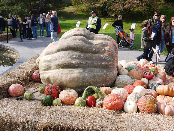 Giant pumpkin, NY Botanical Garden