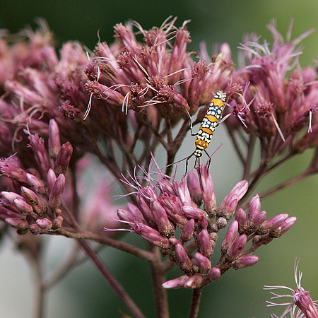 Milkweed Bug