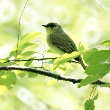 Eastern Phoebe, Central Park
