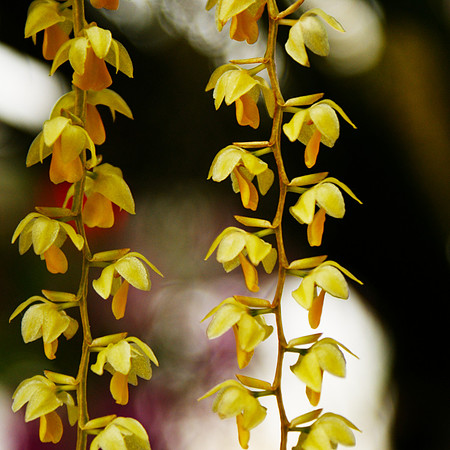 Dendrochilum cobbianum