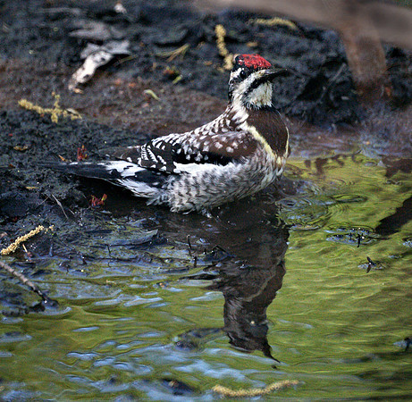 Yellow-Bellied Sapsucker, Central Park