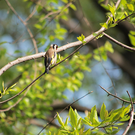 European Goldfinch (Carduelis carduelis), Central Park