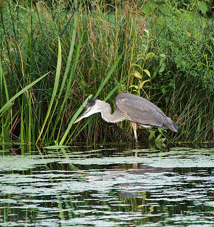 Great Blue Heron, Turtle Pond
