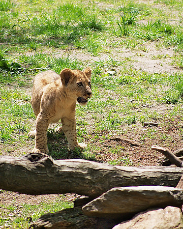 Roar!   Oh, roar!