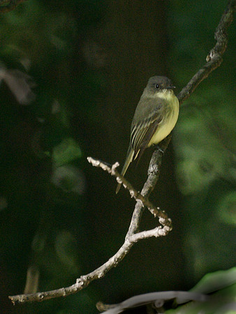 Eastern Phoebe, Central Park