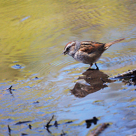 Swamp Sparrow, Central Park