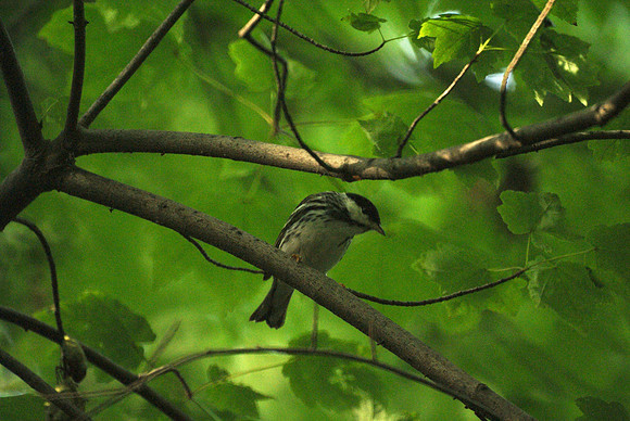 Blackpoll in the Ramble